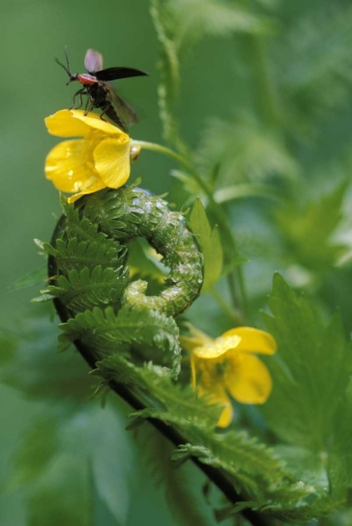 Picture of PA, LIGHTNING BUG TAKING FLIGHT ATOP BUTTERCUP