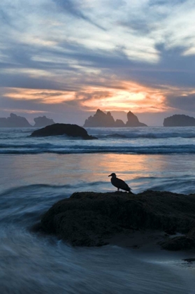 Picture of OR, BANDON BEACH SEAGULL SILHOUETTE AT SUNSET