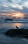 Picture of OR, BANDON BEACH SEAGULL SILHOUETTE AT SUNSET