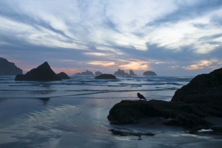 Picture of OR, BANDON BEACH SEAGULL SILHOUETTE AT SUNSET