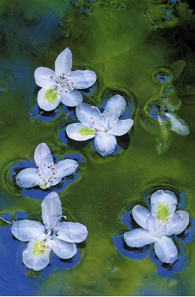 Picture of MARYLAND, AZALEA BLOSSOMS FLOATING IN A STREAM