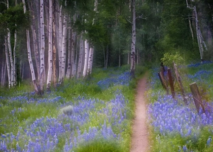 Picture of CO, CRESTED BUTTE FENCED TRAIL THROUGH LUPINE