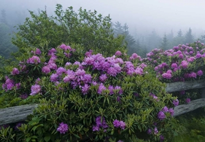 Picture of NC, ROAN MT CATAWBA RHODODENDRONS ALONG FENCE