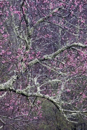 Picture of NORTH CAROLINA, SMOKY MTS CHERRY BLOSSOM TREE