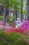 Picture of USA, GEORGIA AZALEA IN FULL BLOOM ALONG A PATH