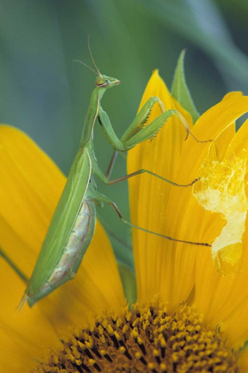 Picture of FEMALE PRAYING MANTIS WITH EGG SAC ON SUNFLOWER
