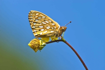 Picture of USA, COLORADO SKIPPER BUTTERFLY ON FLOWER STEM