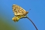 Picture of USA, COLORADO SKIPPER BUTTERFLY ON FLOWER STEM