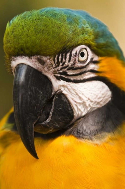 Picture of USA, FLORIDA, ST AUGUSTINE PORTRAIT OF PARROT