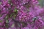 Picture of USA, PENNSYLVANIA CHERRY BLOSSOM TREE IN BLOOM