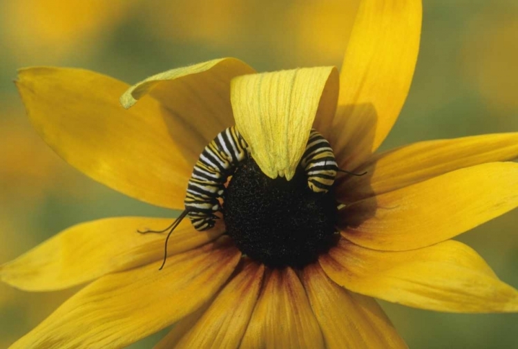 Picture of USA, PENNSYLVANIA MONARCH CATERPILLAR ON DAISY