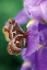 Picture of USA, PENNSYLVANIA CECROPIA MOTH ON IRIS FLOWER