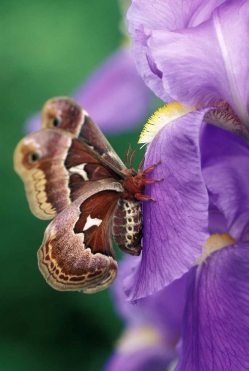 Picture of USA, PENNSYLVANIA CECROPIA MOTH ON IRIS FLOWER