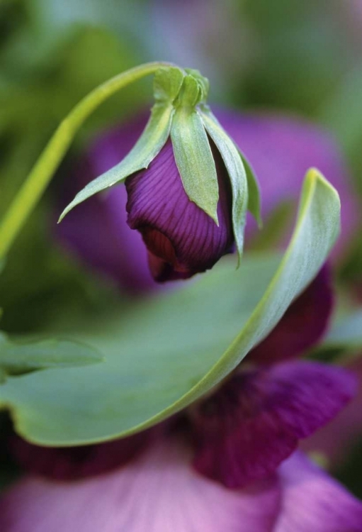 Picture of USA, PENNSYLVANIA FLOWER BUD OPENING IN SPRING