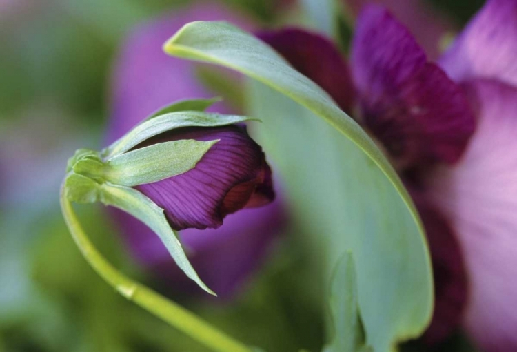 Picture of USA, PENNSYLVANIA FLOWER BUD OPENING IN SPRING