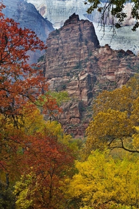 Picture of USA, UTAH, ZION NP FALL FOLIAGE IN THE NARROWS