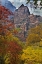 Picture of USA, UTAH, ZION NP FALL FOLIAGE IN THE NARROWS