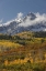 Picture of CO, SAN JUAN MTS, UNCOMPAHGRE NF AUTUMN FOREST