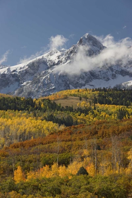 Picture of CO, SAN JUAN MTS, UNCOMPAHGRE NF AUTUMN FOREST