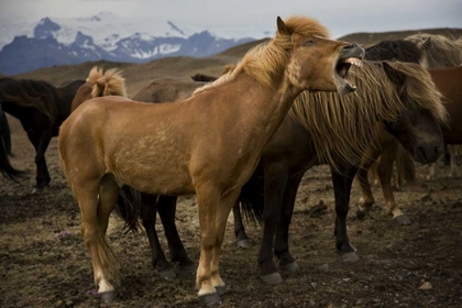 Picture of ICELAND, JOKULSARLON AN ICELANDIC HORSE YAWNING