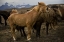 Picture of ICELAND, JOKULSARLON AN ICELANDIC HORSE YAWNING