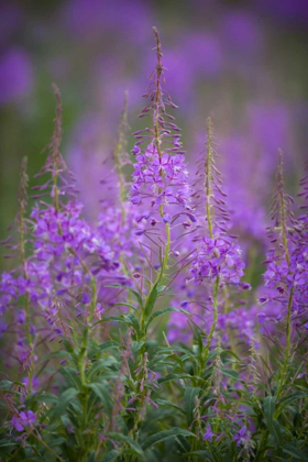 Picture of USA, MONTANA, GLACIER NP WILD FIREWEED BLOSSOMS