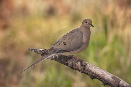 Picture of COLORADO, WOODLAND PARK MOURNING DOVE ON BRANCH