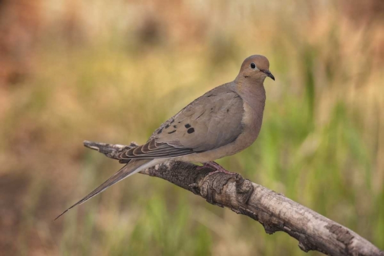 Picture of COLORADO, WOODLAND PARK MOURNING DOVE ON BRANCH