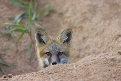Picture of COLORADO, PIKE NF SHY RED FOX KIT NEAR DEN SITE