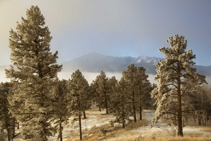 Picture of COLORADO, PIKE NF FROST ON PONDEROSA PINE TREES