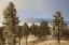 Picture of COLORADO, PIKE NF FROST ON PONDEROSA PINE TREES