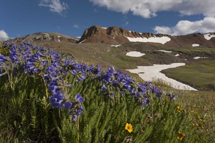 Picture of COLORADO, SAN JUAN MTS FLOWERS ON CINNAMON PASS