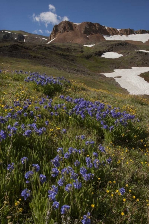 Picture of COLORADO, SAN JUAN MTS FLOWERS ON CINNAMON PASS