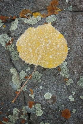 Picture of COLORADO, UNCOMPAHGRE NF RINDROPS ON ASPEN LEAF