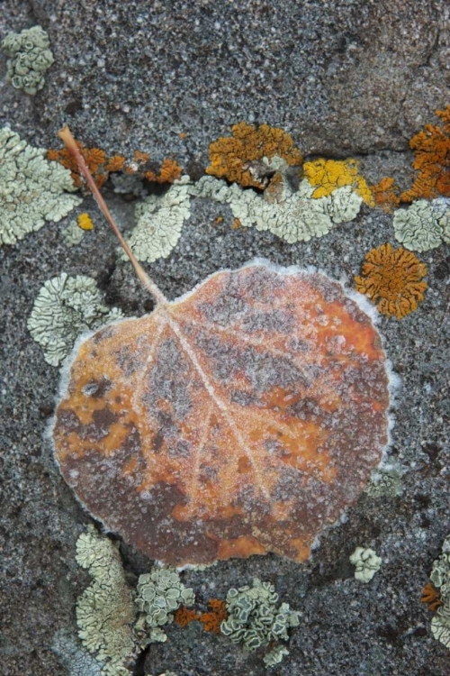 Picture of COLORADO, UNCOMPAHGRE NF RINDROPS ON ASPEN LEAF