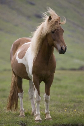 Picture of ICELAND, SNAEFELLSNES PENINSULA ICELANDIC HORSE