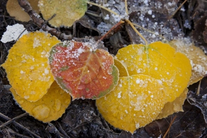 Picture of CO, UNCOMPAHGRE NF FROZEN WATER ON ASPEN LEAVES