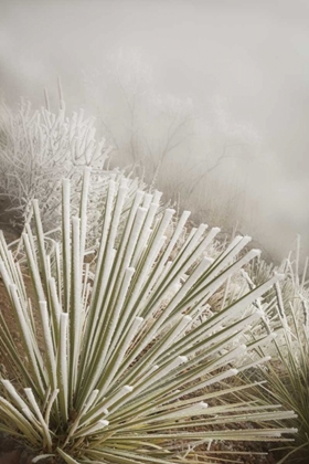 Picture of CO, PIKE NF SOAPWEED YUCCA COVERED IN HOARFROST