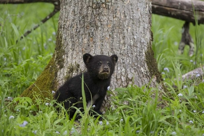 Picture of TN, GREAT SMOKY MTS BLACK BEAR CUB NEXT TO TREE