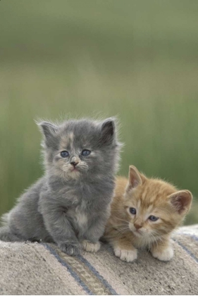 Picture of CO, DIVIDE BARN KITTENS POSE ON A HORSE BLANKET