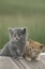 Picture of CO, DIVIDE BARN KITTENS POSE ON A HORSE BLANKET
