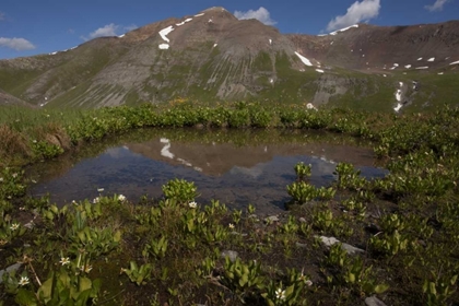 Picture of CO, SAN JUAN MTS POND LINED WITH MARSH MARIGOLD