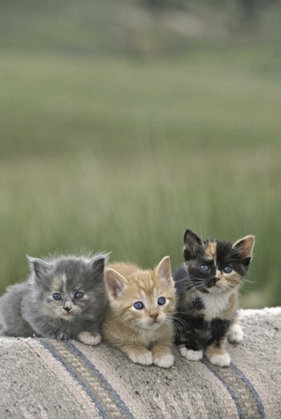 Picture of CO, DIVIDE BARN KITTENS POSE ON A HORSE BLANKET