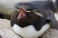 Picture of NEW ISLAND ROCKHOPPER PENGUIN YAWNS ON ITS NEST