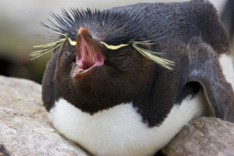 Picture of NEW ISLAND ROCKHOPPER PENGUIN YAWNS ON ITS NEST