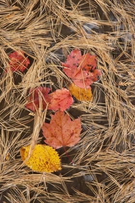 Picture of MI, AUTUMN LEAVES AND PINE NEEDLES FLOAT IN POOL