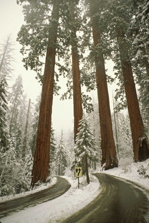 Picture of CA, SEQUOIA NP SPRING SNOWFALL AT PARK ENTRANCE