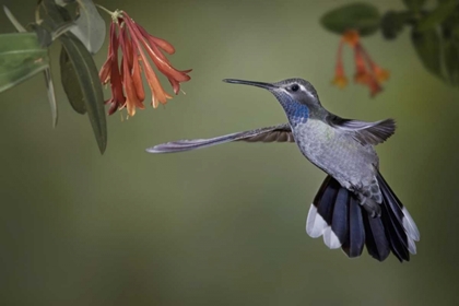 Picture of AZ, A BLUE-THROATED HUMMINGBIRD HOVERS AT FLOWER