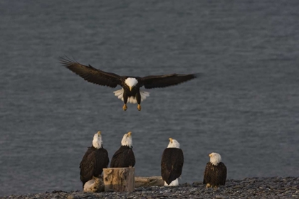 Picture of AK, KACHEMAK BAY, HOMER SPIT BALD EAGLE LANDING