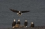 Picture of AK, KACHEMAK BAY, HOMER SPIT BALD EAGLE LANDING